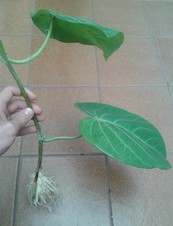 Plantas de Passiflora Ligularis (Granadilla)