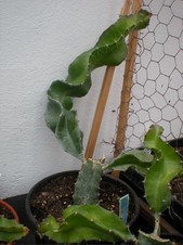 Pitaya roja purpusii (ENRAIZADA). Nombre científico Hylocereus Purpusii