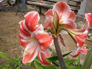 Hippeastrum Ambiance