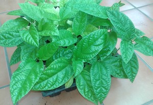 Passiflora edulis edulis (el auténtico Maracuyá)