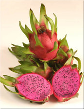 Pitaya Reina JC01 (ENRAIZADA) Nombre cientifico: Hylocereus costaricensis