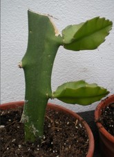 Pitaya amarilla (ENRAIZADA). Nombre científico Selenicereus megalanthus